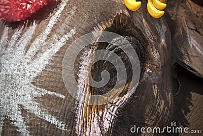 Elephant head colored