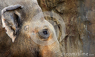 Elephant head rock wall