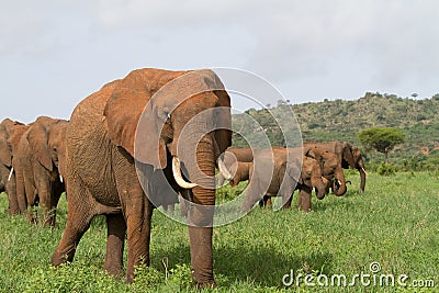 Elephant herd