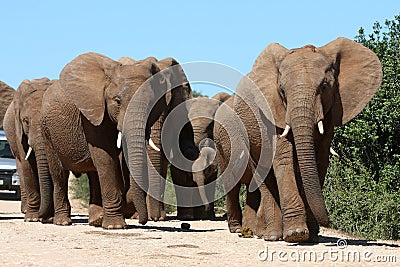 Elephant Herd