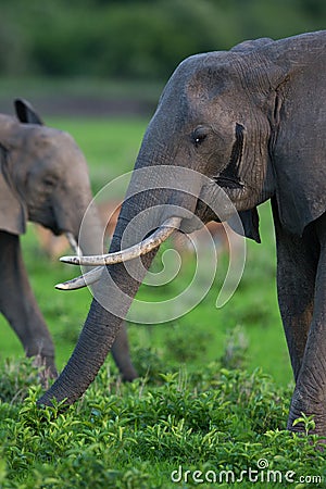 Elephant herd in Africa, Zambia