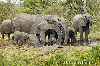 Elephant herd 1