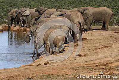 Elephant herd having a drink