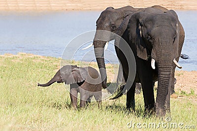 Elephant herd walking over grass after drinking water on hot day