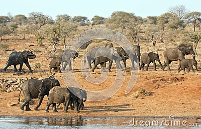 Elephant herd walking past a water hole