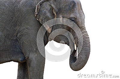 Elephant indian cutout isolated