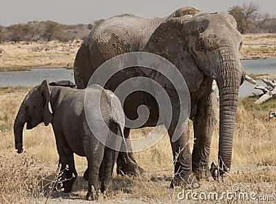 Elephant with its puppy