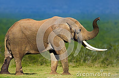 Elephant with large tusks