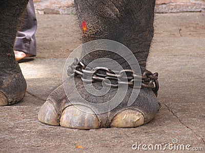 Elephant leg