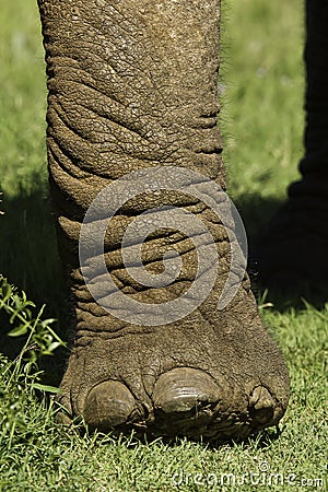 Elephant leg and nails