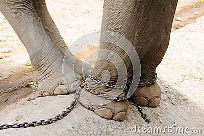 Elephant legs be chained, freedom