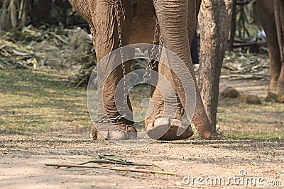 Elephant with legs in a chains