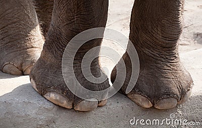 Elephant legs