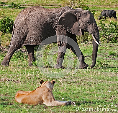 Elephant & Lion on the Masai Mara