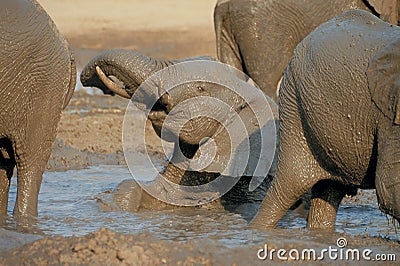 Elephant lying in mud