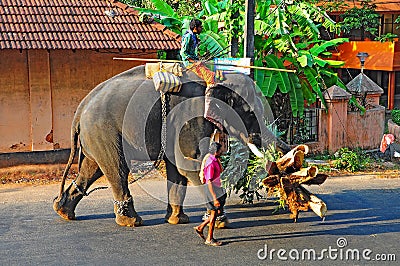 Elephant and mahout in kerala, India