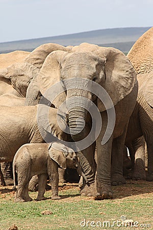 Elephant mom and calf