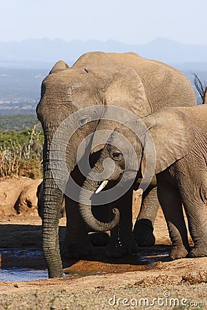 Elephant mom and daughter