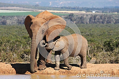 Elephant Mother and Baby