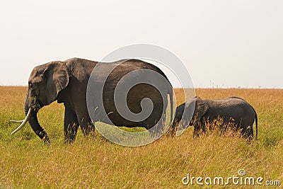 Elephant mother with baby