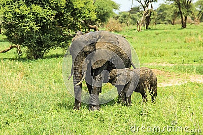 Elephant mother with baby nursing