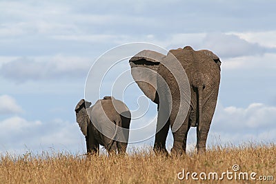 Elephant mother and calf