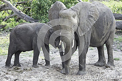 Elephant Mother and Calf