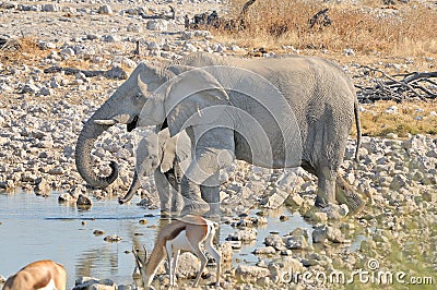 Elephant mother and calf at Okaukeujo