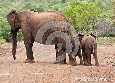 Elephant mother and two babies