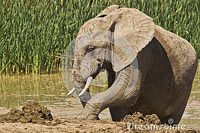 Elephant mud Bath