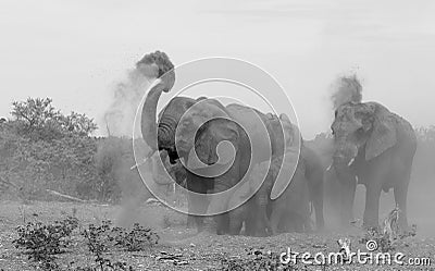 Elephant mud bath