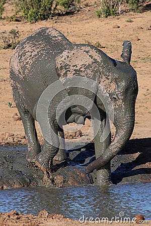 Elephant Mud Bathe