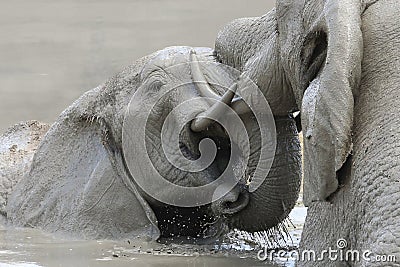 Elephant Mud Fight