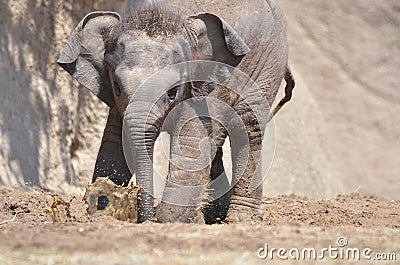 Elephant mud play