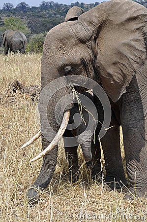 Elephant mum protecting her baby