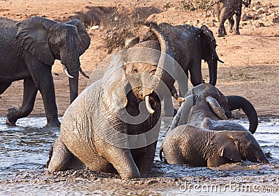 Elephant playing in water with rest