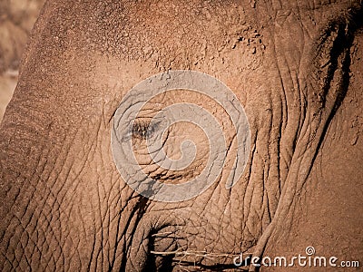Elephant Profile, Eye Close-up
