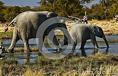 Elephant pushing baby