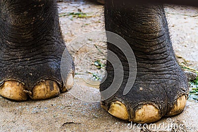 Elephant s foot