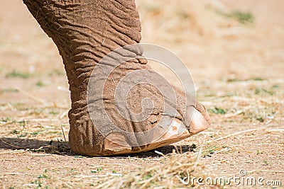 Elephant s leg.