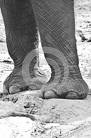 Elephant s legs and feet