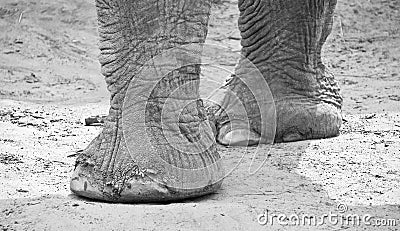 Elephant s legs and feet