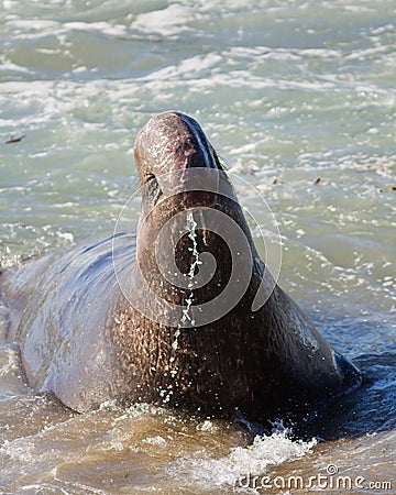 Elephant Seal Bull