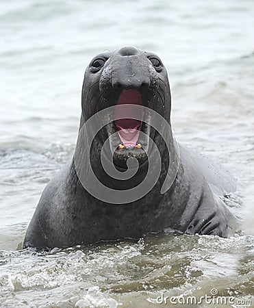 Elephant seal mouth open male juvenile ,california