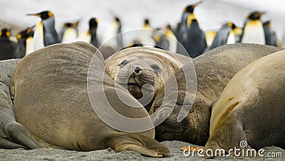 Elephant Seals Taking a Break