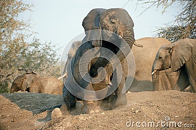 Elephant sitting down