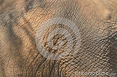 Elephant skin