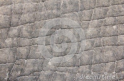 Elephant Skin Close-up - Artistic and Unique Background