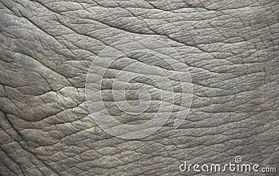 Elephant skin.