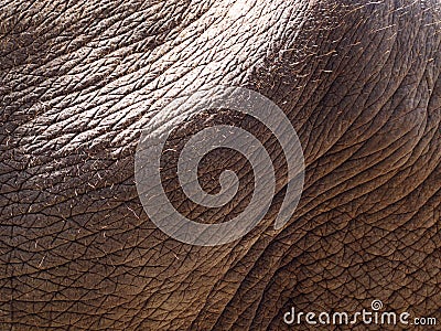 Elephant skin,texture